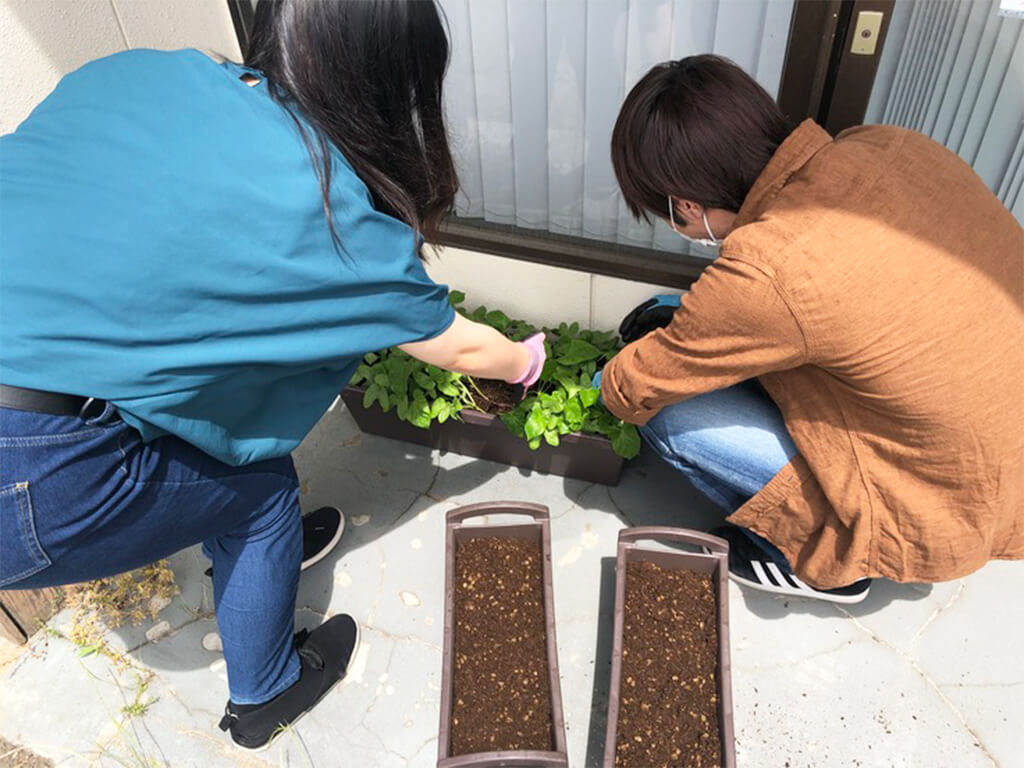 あさがお植え替え